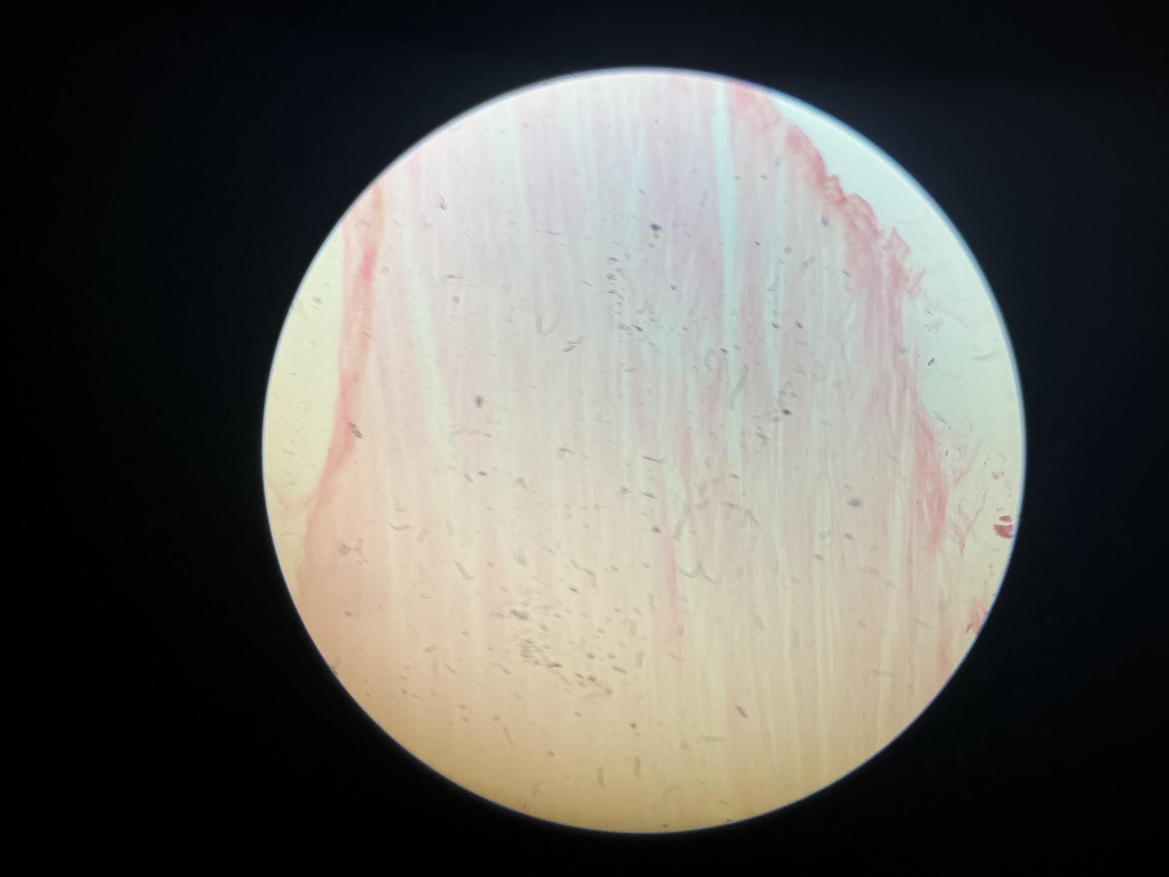 <p>what tissue is this?</p>