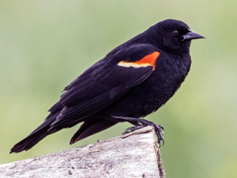 <p>Red-Winged Blackbird</p>