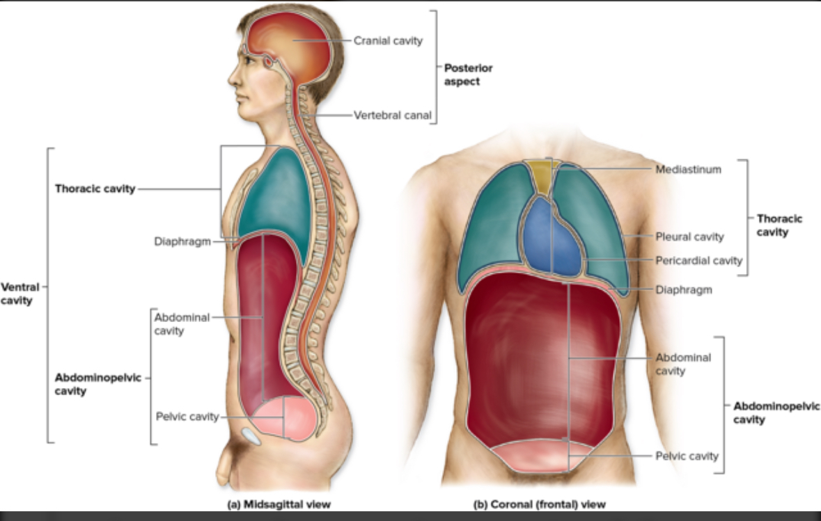 <p>Thoracic cavity</p>