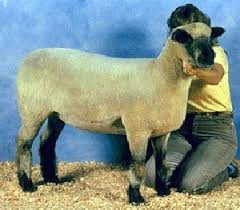 <p>A sheep with a large, blocky body type with gray-ish faces and wool extending to eyes </p>