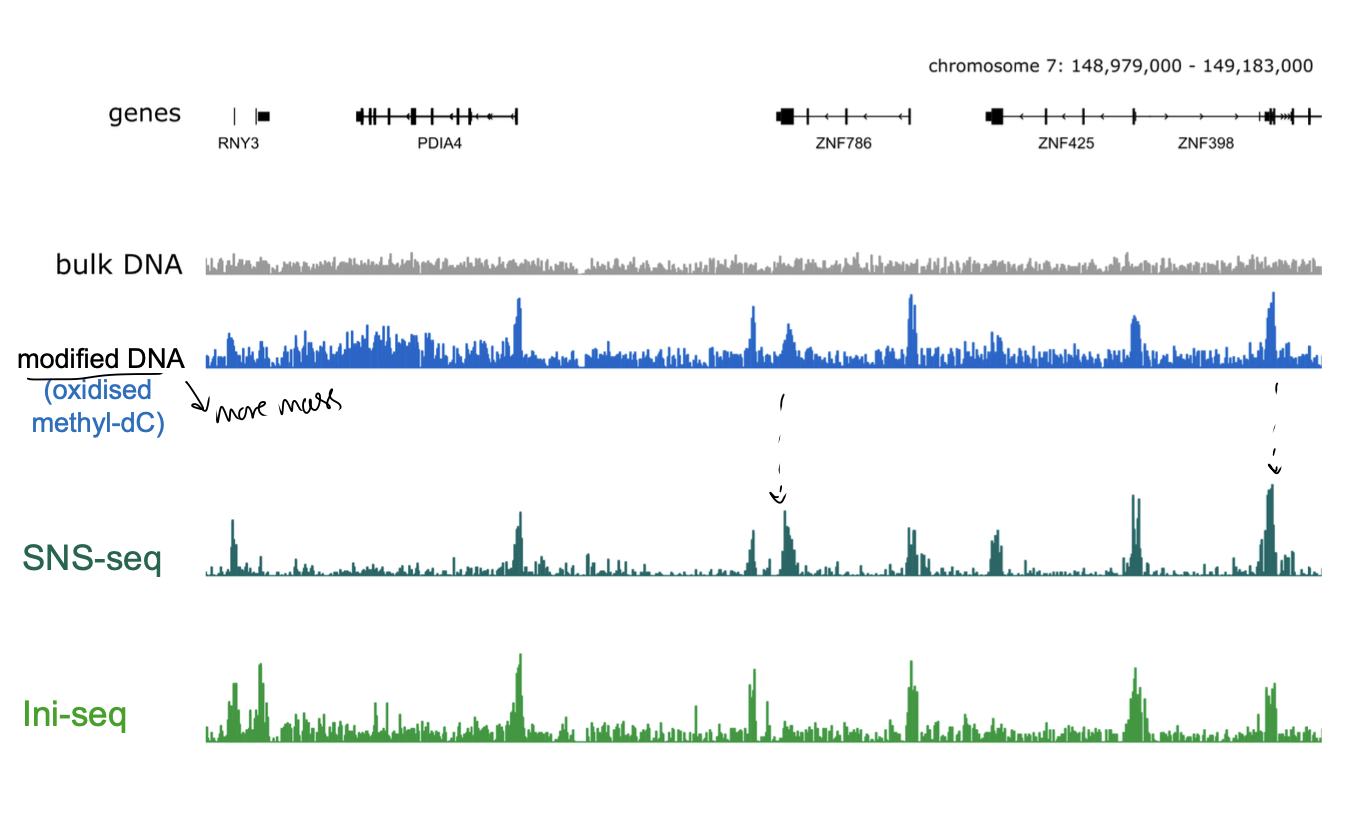 <ol><li><p>Proximity to gene promoter sites</p><ul><li><p>but outside the genes</p></li></ul></li><li><p>genomic sites with<strong> high GC content</strong></p><ul><li><p>including CpG islands</p></li><li><p>G quadruplexes</p></li><li><p>oxidised methyl-cytosines</p></li></ul></li><li><p>Distinct patterns of histone modification</p></li><li><p>Open chromatin (hypersensitive to DNAse I)</p></li></ol><p><em>Many of them!</em></p><p></p><p></p>