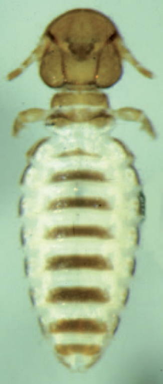 Scientific Name