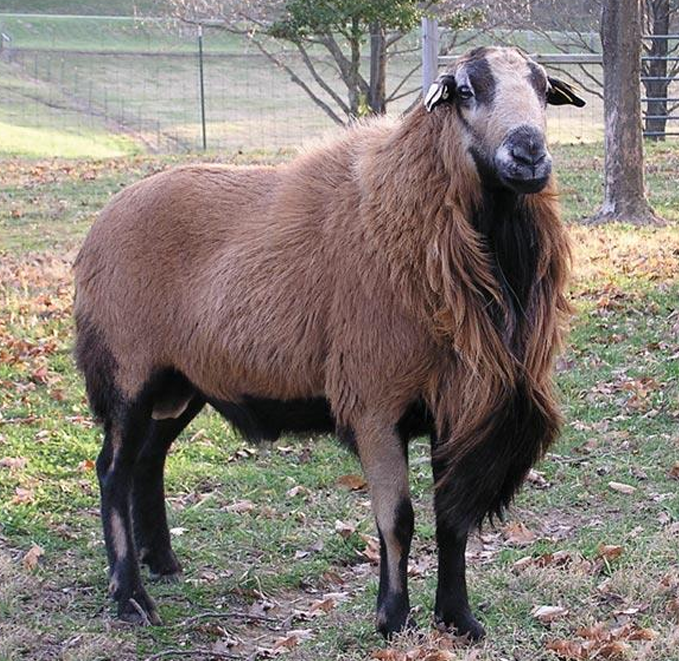 <p>What is the Name and Category of this sheep?</p>