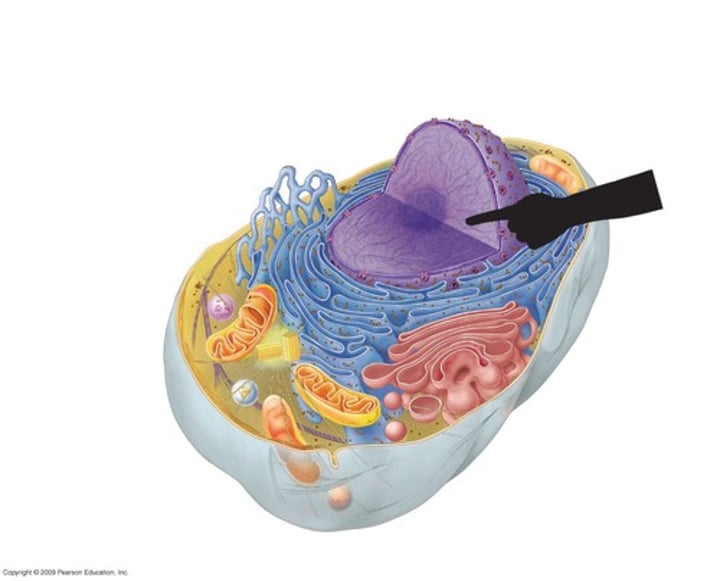 <p>Invisible DNA found within the nucleus.</p>