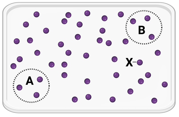 <p>Which statement is correct?</p><ul><li><p><span>a. Molecule X will more likely diffuse to area A before diffusing to area B.</span></p><p></p></li><li><p><span>b. Molecule X will more likely diffuse to area B before diffusing to area A.</span></p><p></p></li><li><p><span>c. Molecule X is equally likely to diffuse to area A or area B.</span></p></li></ul><p></p>