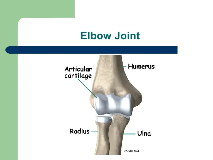 * elbow
* – hinged compound joint, located between the humerus, radius and ulna