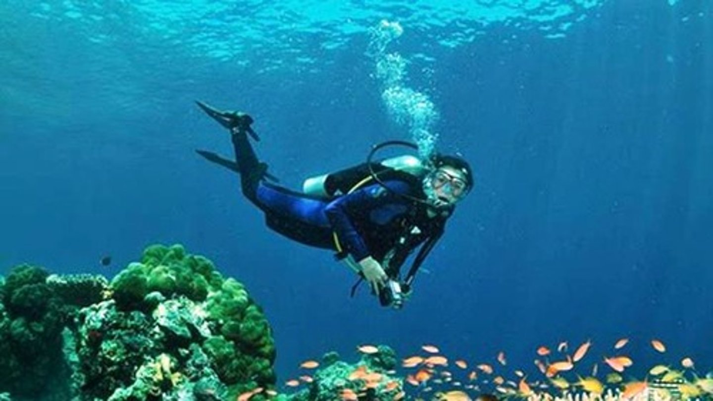 <p>Dive (v) / daɪv/</p>