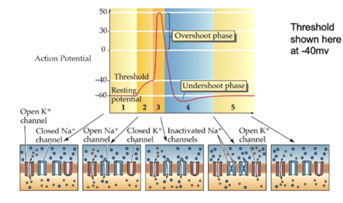 <p>- Na+: open rapidly and stay open for ~1ms before <strong>inactivating; </strong>they then <strong>de-inactivate</strong> after cell is more negative than -50mV </p><p>- K+: open more slowly and close more slowly; they do <strong>not inactivate</strong>, but slowly close when cell is more negative than -50mV</p>