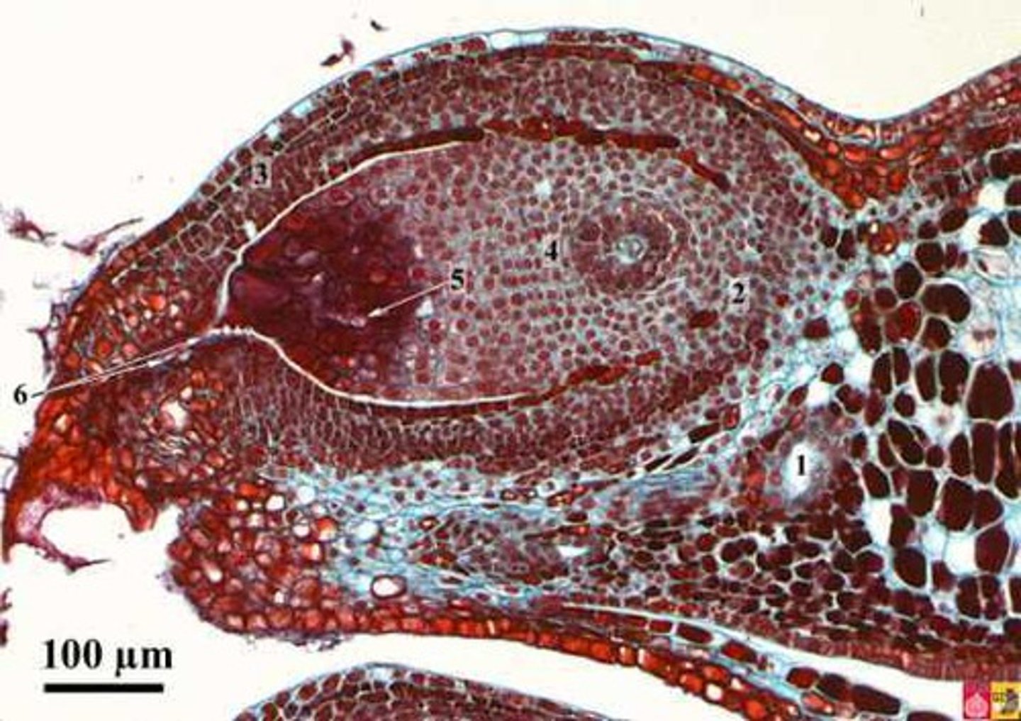 <p>opening in integument wall of ovule</p>
