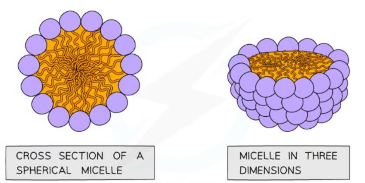 <ul><li><p>If a phospholipid is mixed/shake with water they form spheres called a micelle</p></li><li><p>Hydrophilic head faces outwards</p></li><li><p>Hydrophobic fatty acid tails face inwards</p></li></ul><p></p>