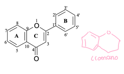 <p>São sintetizados pela via acetato, no entanto tem biossíntese mista.</p><p>Anel A: provem da via acetato (oh em C alternados )</p><p>Anel B: provem da via chiquimato (oh oposto à cadeia carbonada e em C seguidos, estrutura C6-C3)</p><p>Anel C: último a se formar, e há alguns flavonoides que não o têm.</p><p>Derivam do cromano.</p>