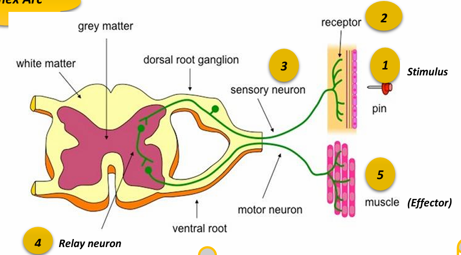 <p>grey matter of the spinal cord</p>