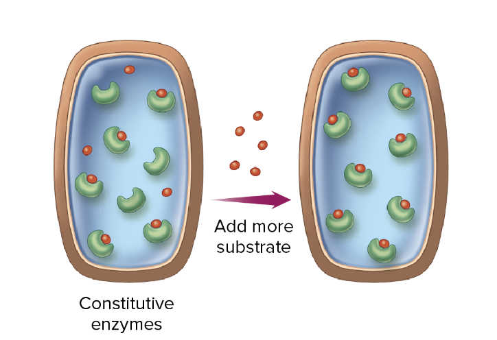 Constitutive enzymes 