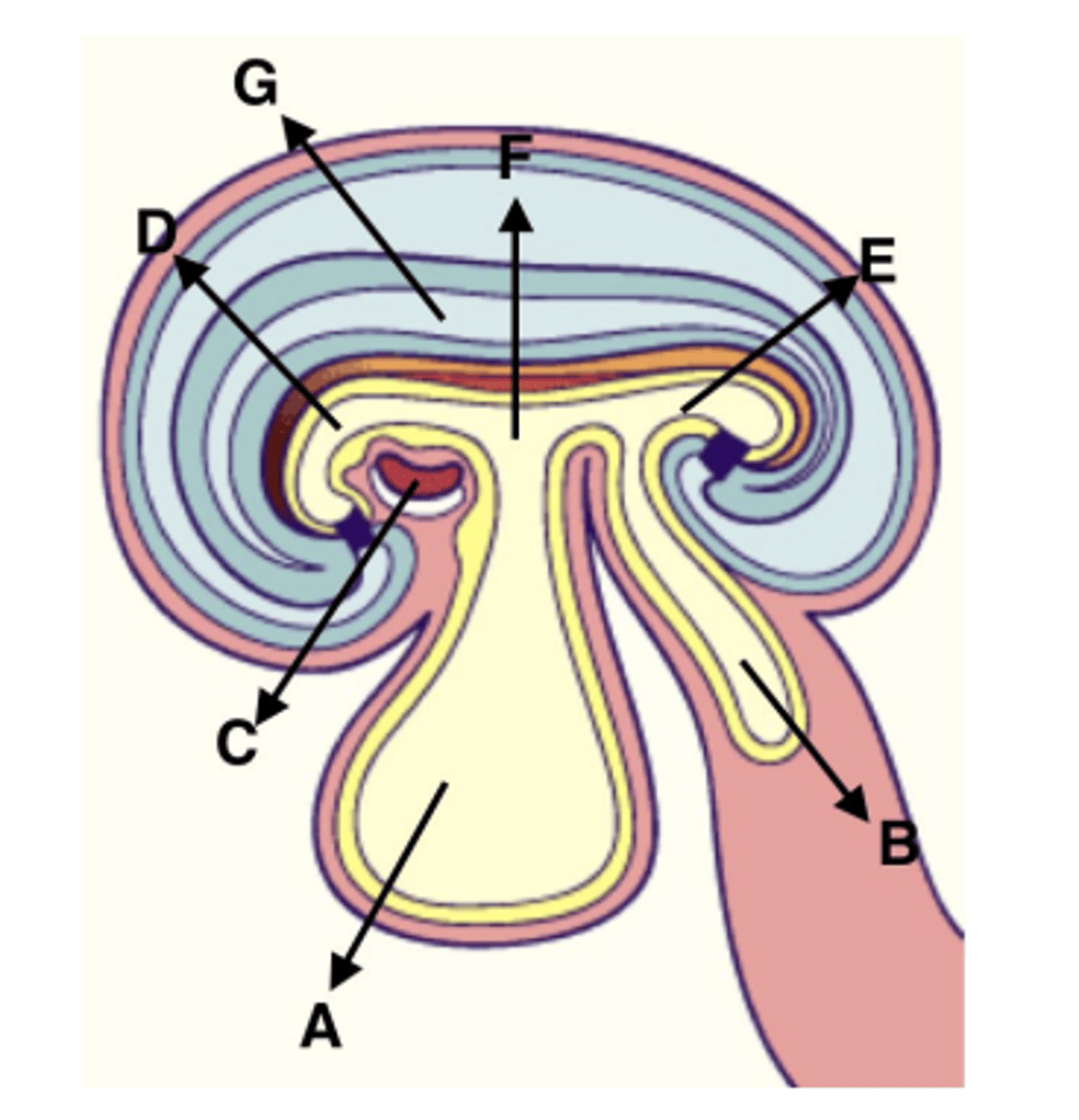 <p>C</p>