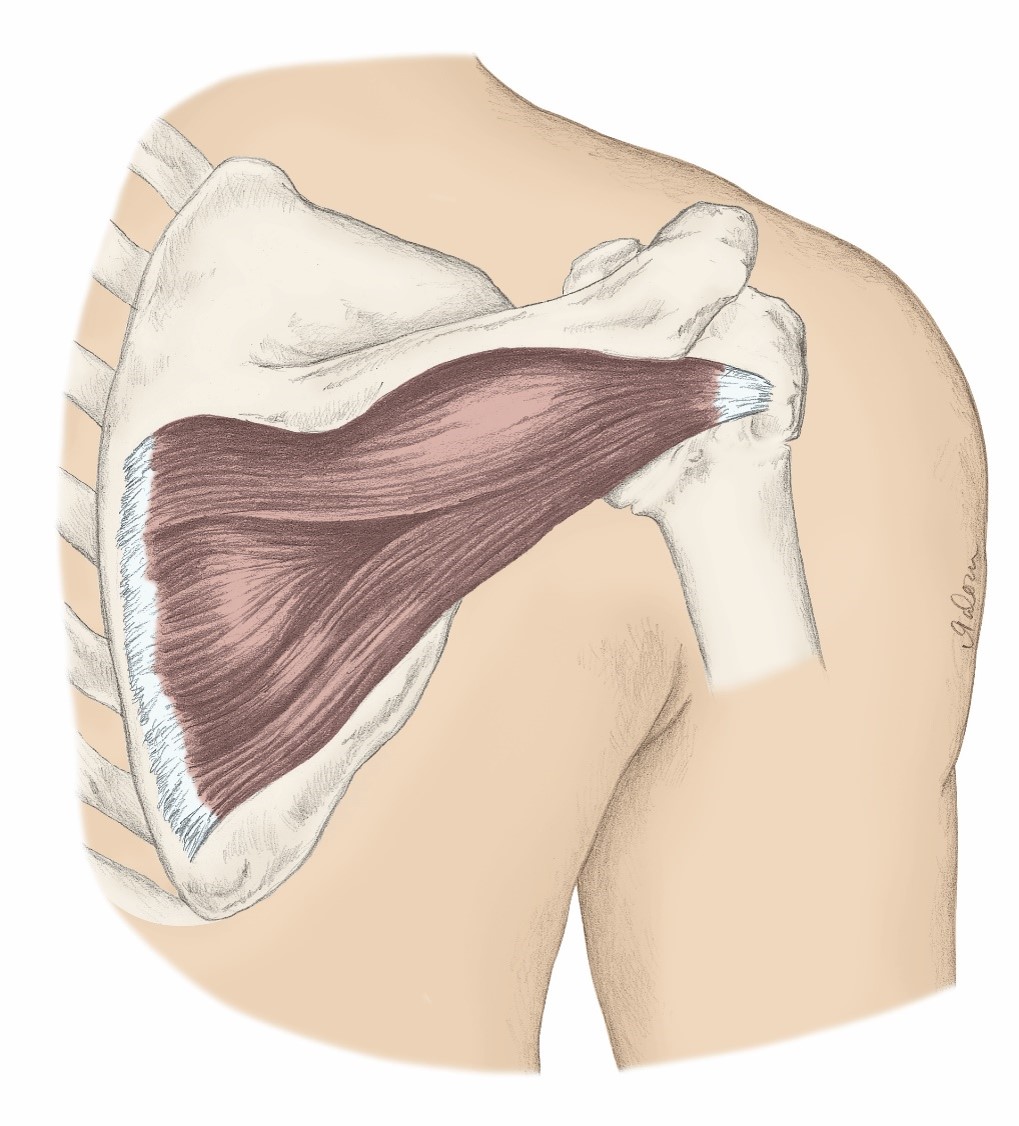 <p>O- Scapula; Infraspinous Fossa</p><p>I- Humerus; Greater Tubercle (passes posterior to joint)</p><p>A- Shoulder Lateral Rotation &amp; Shoulder Adduction</p>