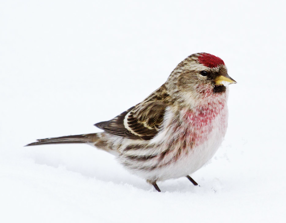 <p>What is this bird?</p>