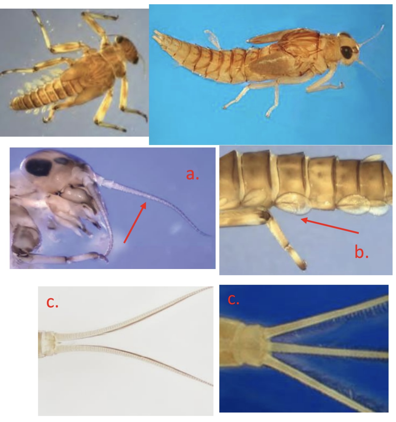 <p>Long antennae. Oval or heart shaped gills. </p>