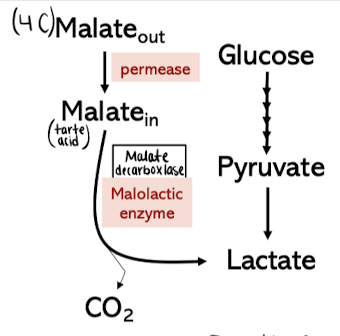 <p>Effects on wine (not microbe)</p><ul><li><p>Deacidification (convet to survive in acid longer)</p></li><li><p>Microbial stabilization</p></li><li><p>Flavor effects (lactic acid is softer on the palate, diacetyl can be made)</p></li><li><p>Other endproducts</p></li></ul><p></p>