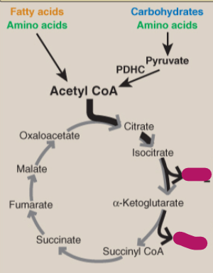 <p>Label the TCA cycle.</p>