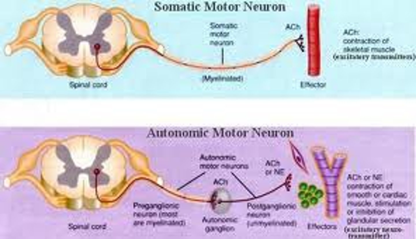 <p>the part of the peripheral nervous system that controls the glands and the muscles of the internal organs (such as the heart). Its sympathetic division arouses; its parasympathetic division calms.</p>