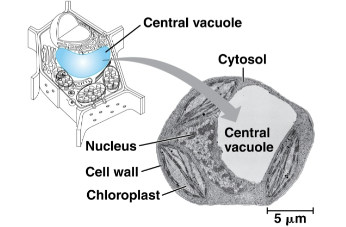 <p>Vaculoles</p>