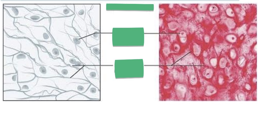 <p>TISSUE: ________</p>