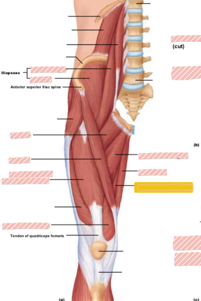 <p>Anterior leg (above knee)</p>