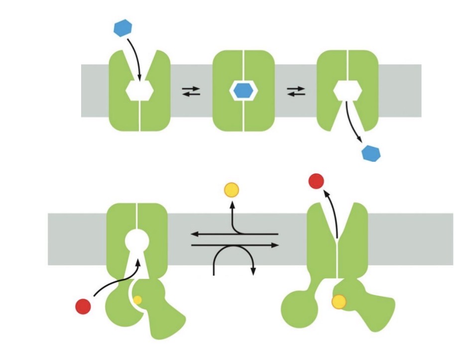<p>Binds a specific solute</p><ul><li><p>goes through conformational change to transport solute across membrane</p></li></ul><p></p>