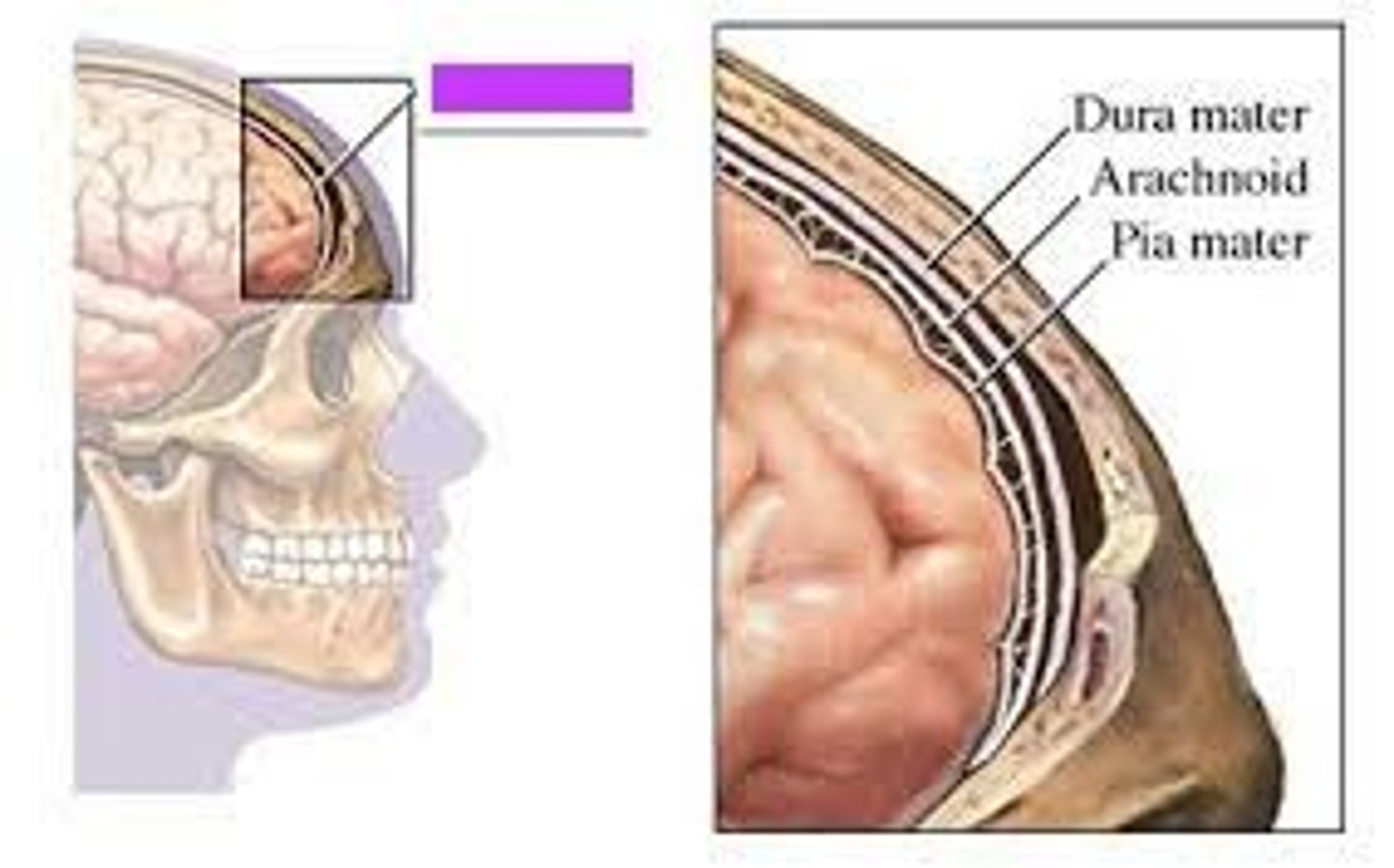 <p>dura mater, arachnoid mater, and pia mater</p>