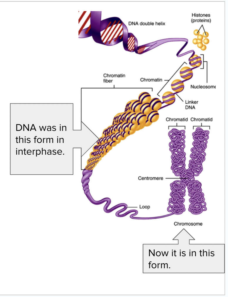 <ul><li><p><span style="background-color: transparent; font-family: "Proxima Nova", sans-serif;"><span>Chromatin condenses into chromosomes</span></span></p></li><li><p><span style="background-color: transparent; font-family: "Proxima Nova", sans-serif;"><span>Centrioles (in animal cell) move to opposite ends of the cell</span></span></p></li><li><p><span style="background-color: transparent; font-family: "Proxima Nova", sans-serif;"><span>Protein fibers form across the cell</span></span></p></li><li><p><span style="background-color: transparent; font-family: "Proxima Nova", sans-serif;"><span>The nucleolus disappears</span></span></p></li><li><p><span style="background-color: transparent; font-family: "Proxima Nova", sans-serif;"><span>The nuclear membrane breaks down</span></span></p></li></ul><p></p>