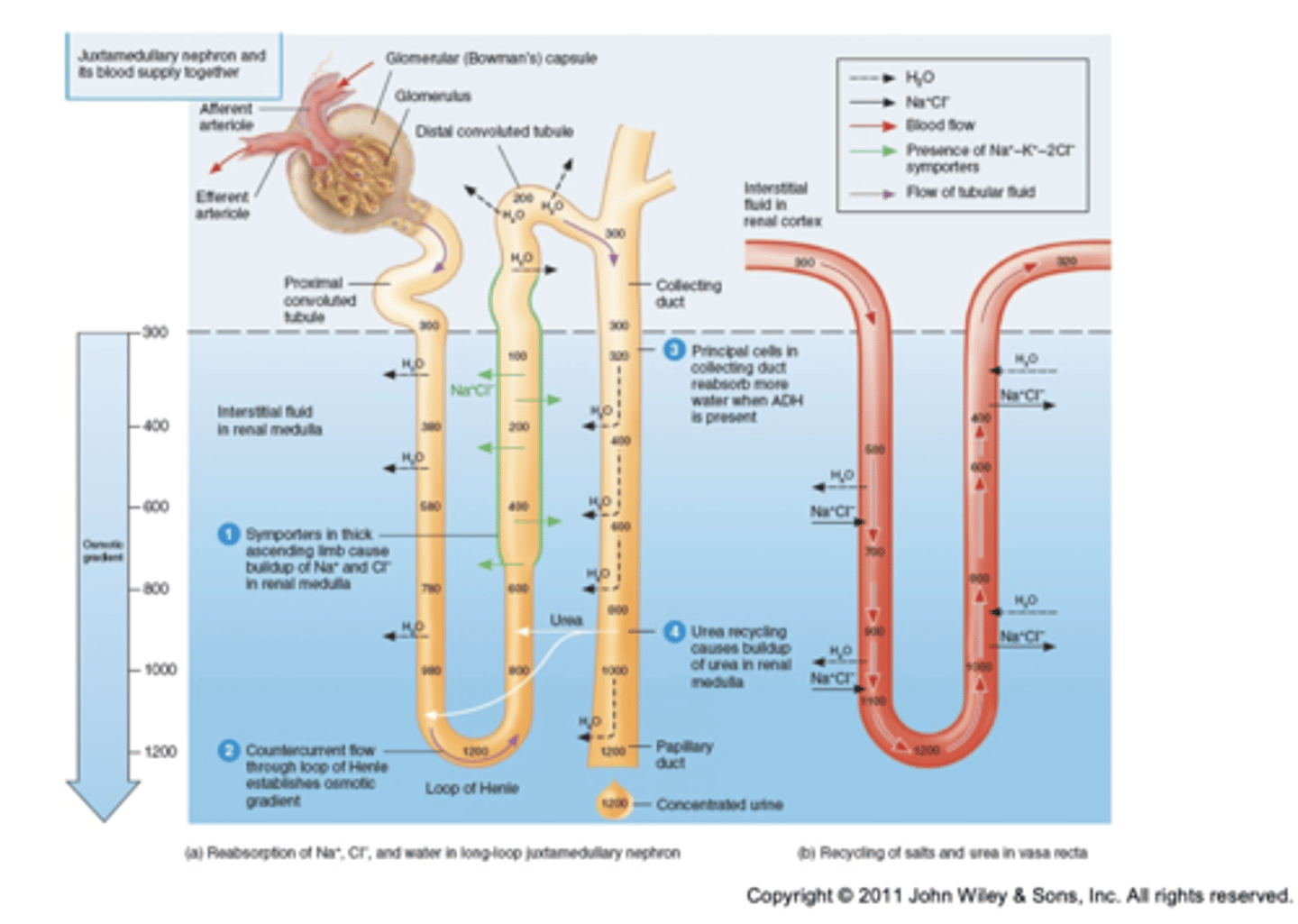 <p>• Dependent upon the reabsorption of water</p><p>• Absorbed from</p><p>• Loop of the Henle</p><p>• The collecting duct</p>