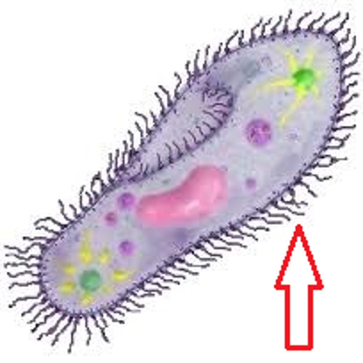 <p>The hairlike projections on the outside of cells that move in a wavelike manner</p>