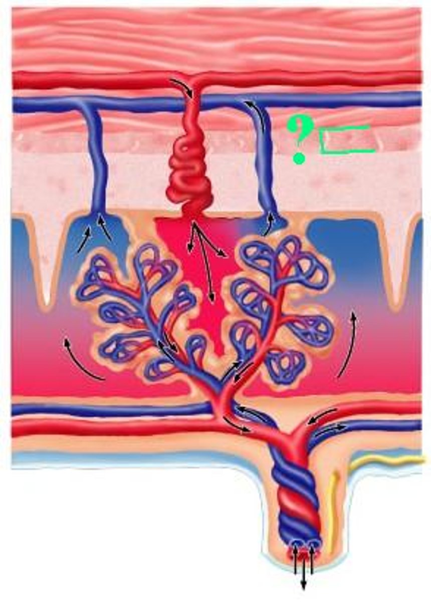 <p>stratum basalis</p>