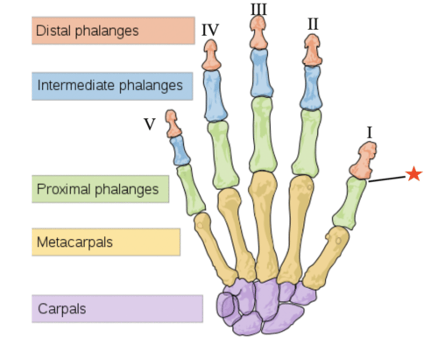 <p>joint between proximal and distal phalanges of the first digit</p><p>hinge joint</p>