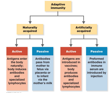 <p>What are the types of adaptive immunity? (hint: 4)</p>