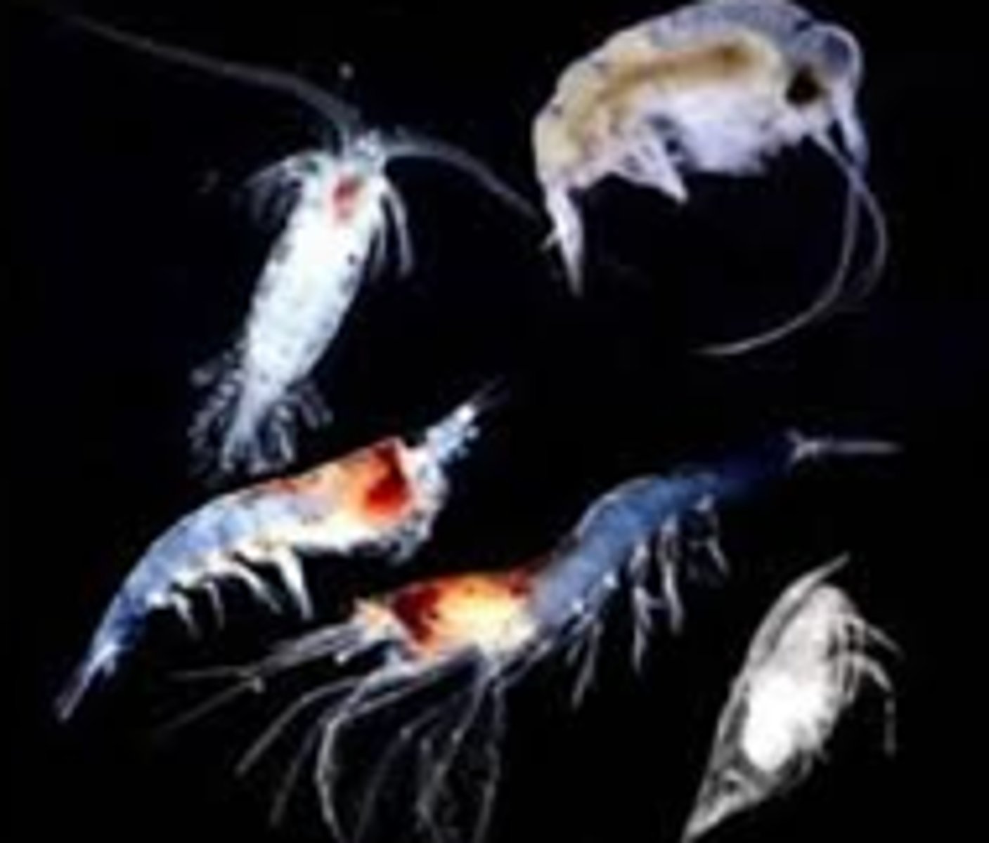 <p>Tiny floating organisms that are either small animals or protozoans.</p>