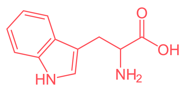 <p>Largest amino acid; mostly non-polar; fused rings are aromatic; non-polar and aromatic.</p>