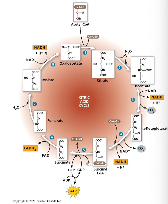 <ul><li><p>oxidation of acetyl-CoA produces the carbon dioxide we exhale</p></li><li><p>chemical potential energy that was stored in acetyl-CoA is then stored in NADH and FADH<sub>2</sub></p></li><li><p>production of GTP is the result of substrate-level phosphorylation</p></li></ul><p></p>