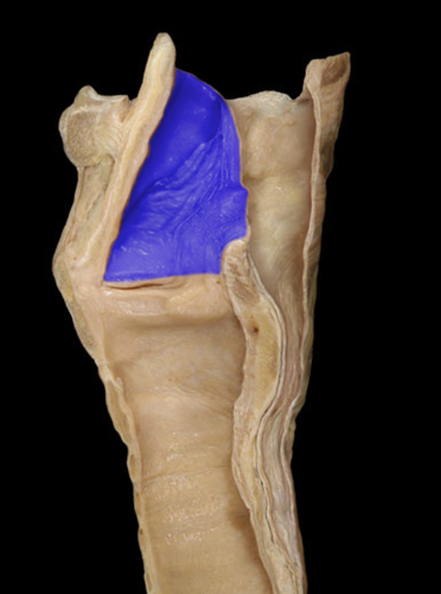 <p>TA will insert the probe into the larynx </p>