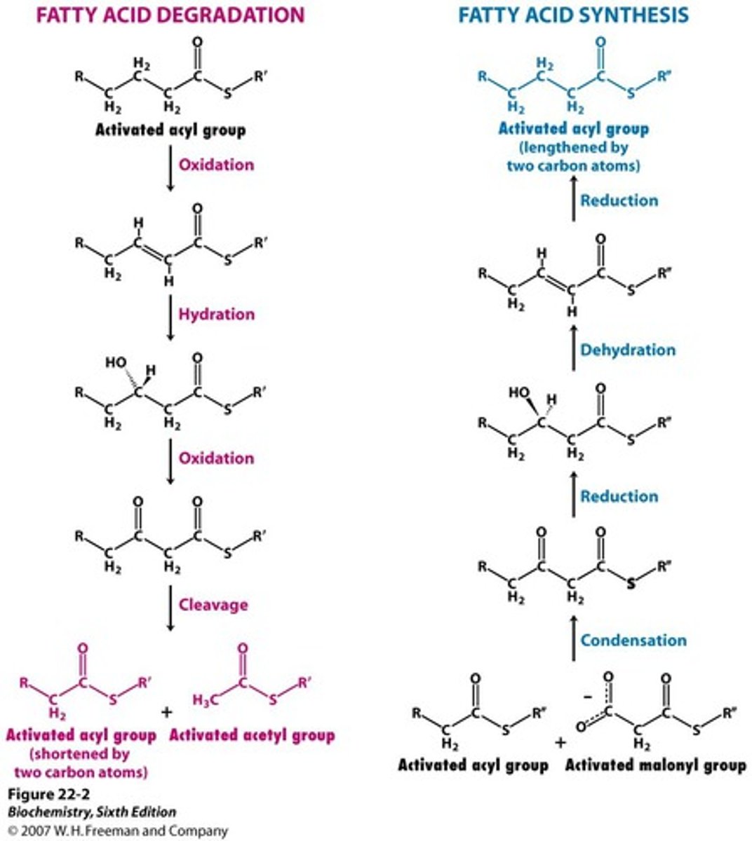 <p>starts with acetyl-CoA and malonyl-CoA (from acetyl-CoA, using bicarbonate), activated to acetyl-ACP and malonyl-ACP</p><p>acetyl-ACP to acetyl-FAS (with fatty acid synthase attached)</p><p>fatty acid synthase helps combine malonyl-ACP with acetyl (release CO2), NADPH to remove ketone, then NADPH to remove double bond</p><p>in cytosol</p><p>need 2 NADPH for each 2 carbons added</p>