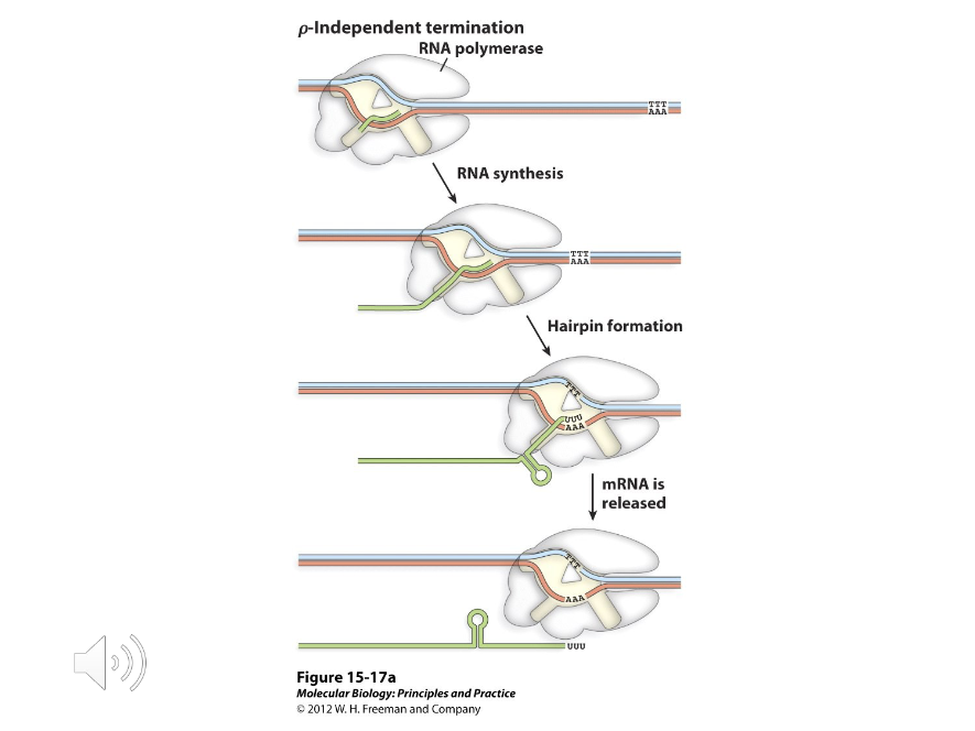 <p>The most common type of terminators that work solely on the basis on their shape. They are composed of a GC-base pair rich stem loop followed by a line of uracils.</p>