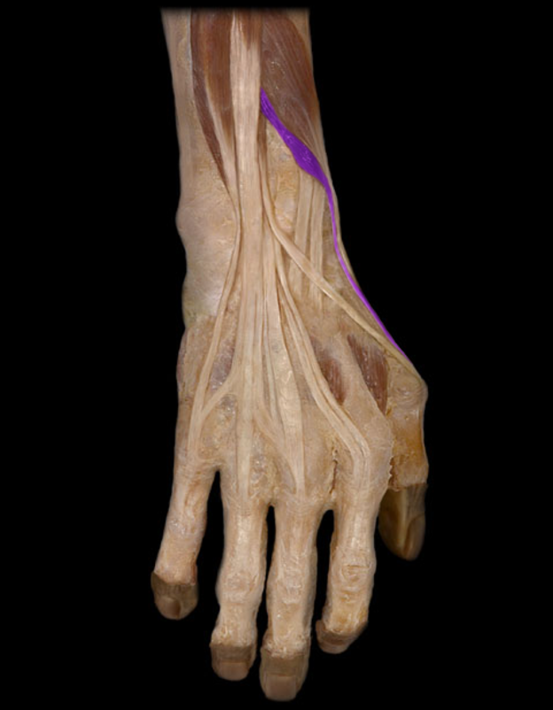 <p>Extensor pollicis brevis</p>