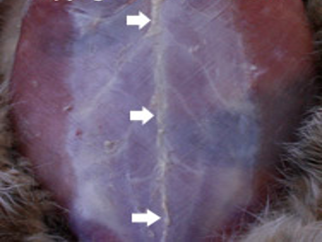 <p>Muscle to bone or to another muscle</p><p></p><p>Ex. Linea alba</p>
