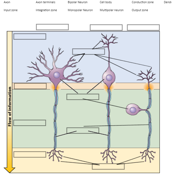 <p>Label Each Component of the Neuron</p><ol><li><p>Axon</p></li><li><p>Axon Terminal</p></li><li><p>Bipolar Neuron</p></li><li><p>Cell body</p></li><li><p>Conduction zone</p></li><li><p>Dendrites</p></li><li><p>Input Zone</p></li><li><p>Integration zone</p></li><li><p>Monopolar Neuron</p></li><li><p>Multipolar Neuron</p></li><li><p>Output Zone</p></li></ol>