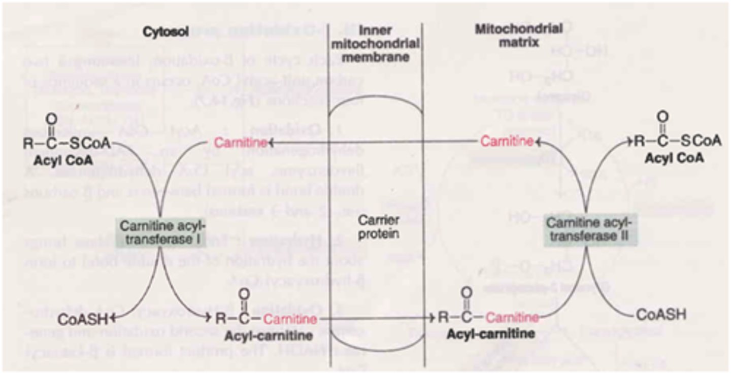 <p>It is absolutely necessary to be able to do this for the MCAT. And because it is so challenging to memorize all of this point blank, we've created our Metabolic Pathways Mastery Course: https://mcatselfprep.com/course/andrews-metabolic-pathways-mastery-course/</p>