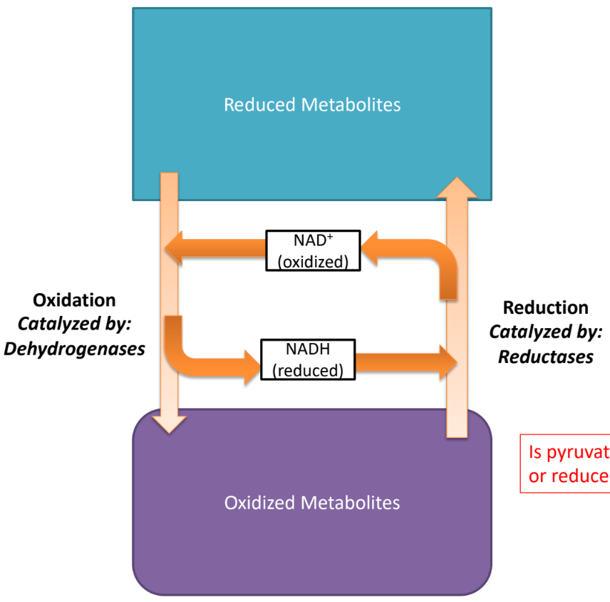 <ul><li><p>degradation</p></li><li><p>oxidative bc loose to break</p></li><li><p>makes reducing equiv NADH, FADH2, ATP</p></li><li><p>via dehydrogenase</p></li></ul><p></p>