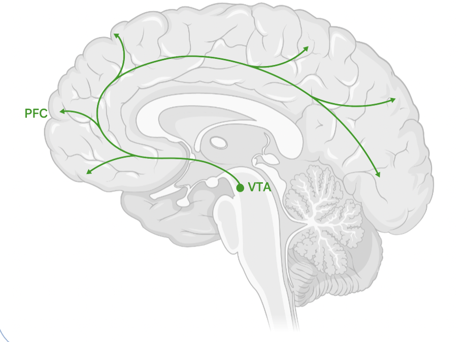 <p><strong>The mesocortical pathway transmits dopamine from the VTA to the prefrontal cortex</strong>.</p><p></p><p>VTA links to the <strong>Prefrontal Cortex</strong> (PFC).</p><p>This <strong>changes how you prioritise and</strong> <strong><em>plan</em></strong>**.**</p><p></p><p>one of the main dopamine pathways of the brain, the mesocortical pathway <strong>runs from the ventral tegmental area to the cerebral cortex</strong>. <strong>It forms extensive connections</strong> with the <strong>frontal lobes</strong>, and is thought to be important to a wide range of functions, such as <strong>motivation, emotion,</strong> and <strong>executive functions</strong>.</p><p></p><p></p><p>Drugs (e.g. cocaine) cause overstimulation and reliance on <strong>mesolimbic</strong> pathway</p><p>They act on VTA (which links to nucleus accumbens and PFC)</p><p></p><p>Too little dopamine in mesocortical pathway = negative pathway</p>