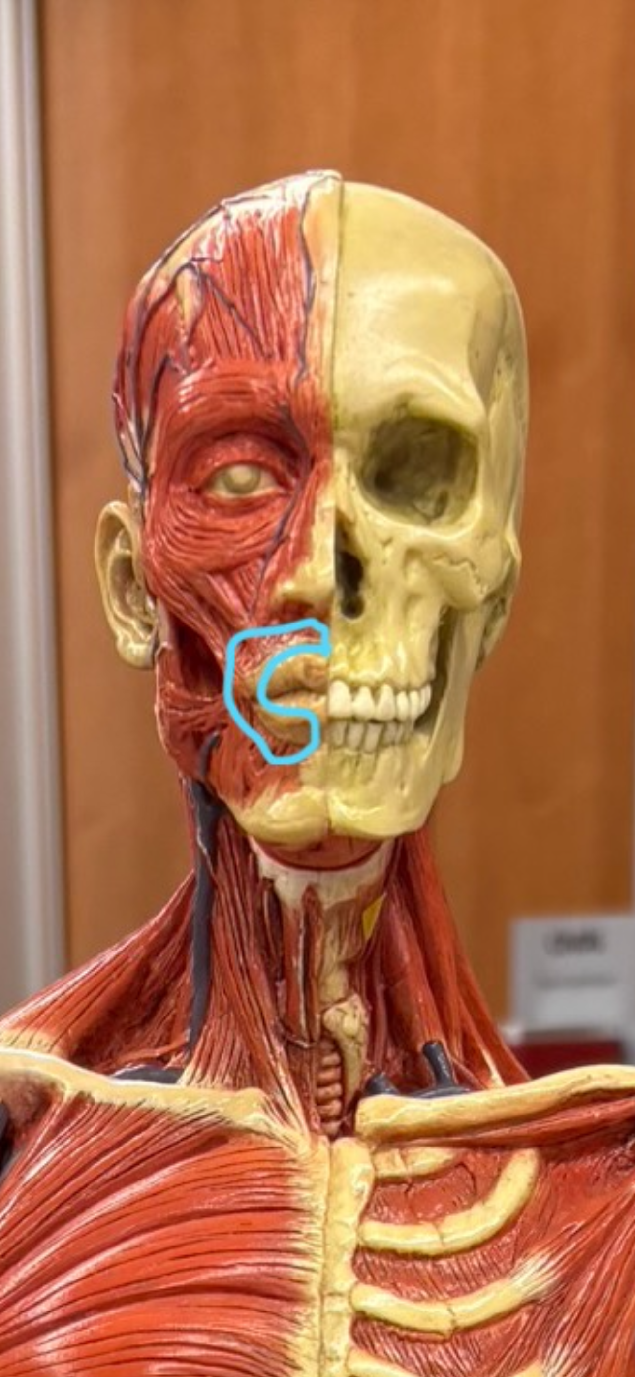 knowt flashcard image