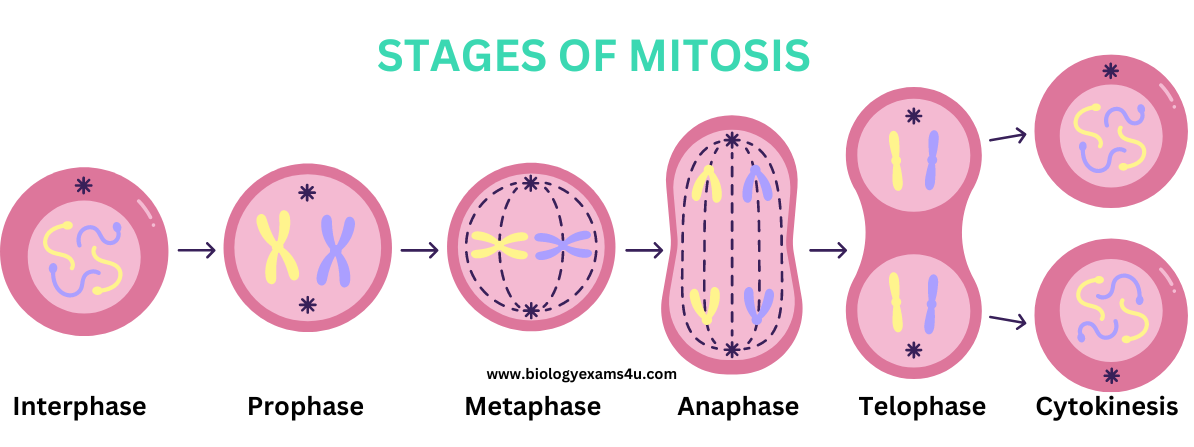 <p>1) prophase : chromosomes are condensed</p><p>2) prometaphase: sister chromatids attach to microtubules from opposite poles</p><p>3) metaphase: chromosomes are aligned at equator</p><p>4) anaphase: sister chromatids separate and chromosomes move to opposite ends on microtubules</p><p>5) telophase: chromosomes decondense and nuclear envelope reform</p>