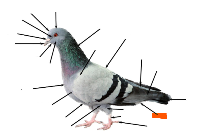 term image